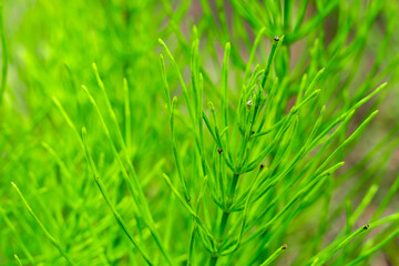 Vibrant green horsetail plant thriving in natural setting