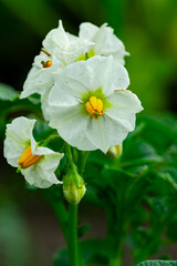Vibrant white potato flowers blooming in a lush garden