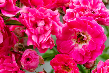 Vibrant pink roses bloom in a lush garden during spring season