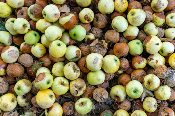 Fallen apples on the ground in an orchard during autumn season
