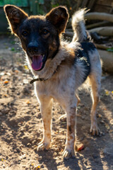 Happy dog standing on dirt path in sunny outdoor setting