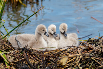 Three Black Swan Cygnets Resting on Nest