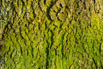 Close-up view of textured tree bark covered in vibrant moss