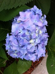 Obraz premium Blue, Purple, and Yellow Hydrangea. Colorful Hydrangeas. Summer Flowers. Garden Flowers. Light Blue and Soft Yellow. Hydrangea in Bloom. Elegant Botanical. Close up Florals. Fresh Flowers.