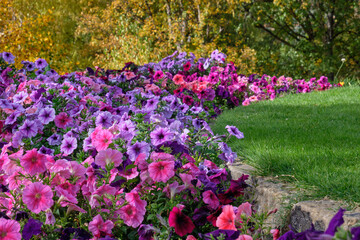 Colourful petunia flower bed in the Botanical Garden - Hobart, Tasmania, Australia