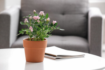 Beautiful pink rose in pot on coffee table in living room. Closeup