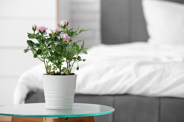 Beautiful pink rose in pot on glass coffee table in bedroom. Closeup