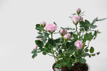 Fototapeta premium Beautiful pink rose in pot on glass coffee table in room. Closeup
