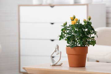 Beautiful yellow rose in pot on coffee table in living room. Closeup