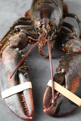 One raw lobster on grey textured table, closeup