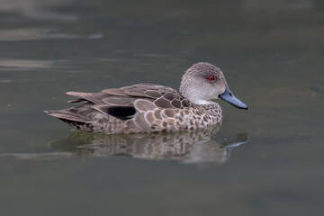 Grey Teal Swimming in Calm Water