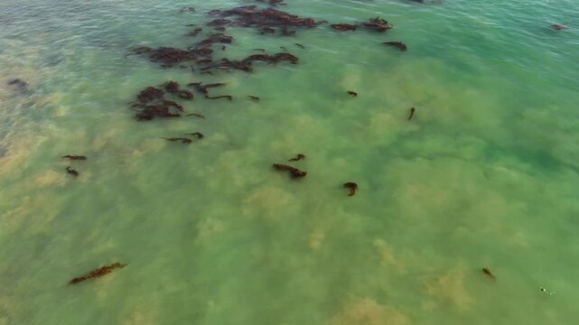 Aerial Abstract of Kelp in Pacific Ocean off California Coast
