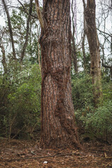 tree with vines growing on it in the park