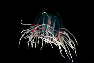 Scrippsia pacifica, Giant bell jelly from Redondo Beach