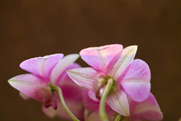Obraz premium Close-up view of pink orchid flower blooming in sunlight morning