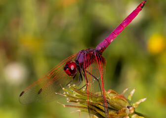 dragonfly on a branch