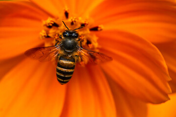 bee on flower