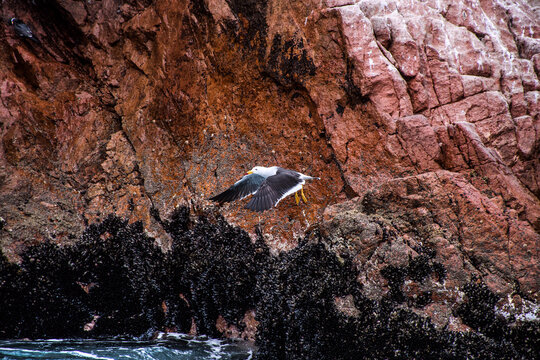 Stock Photos of South American Seagulls