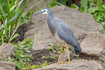 White-Faced Heron Side Profile