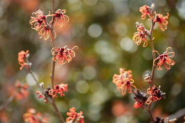 オレンジ色のマンサク