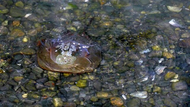 A horseshoe crab sits in shallow water close up