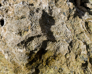 Fossil corals of the Red Sea. Ancient creatures, turned into stone. Reef corals.
