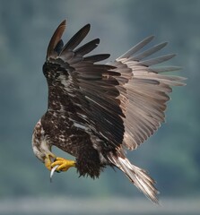 juvenile bald eagle eating a fish while flying