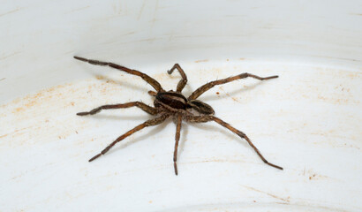 Hogna radiata is a species of wolf spider. A male insect with seven legs.