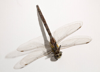 The migrant hawker (Aeshna mixta) is one of the smaller species of hawker dragonflies.