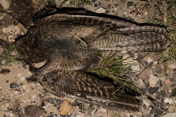 The common cuckoo, European, Eurasian (Cuculus canorus) is a member of the cuckoo order of birds, Cuculiformes. Juvenile bird - female. Dead bird. Death from the car.