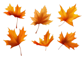 Autumn maple leaves set on a isolated on white or transparent png backdrop, ideal for seasonal design use