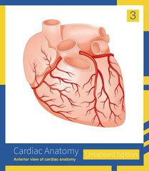 The coronary arteries are divided into the left coronary artery and the right coronary artery system.
