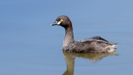 Australasian Grebe Floating on Calm Water