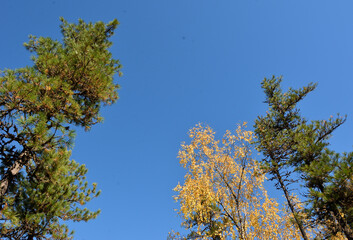 A view from below of the blue clear sky through the tops of tall cedar trees on a sunny autumn day.