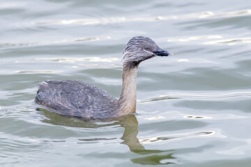 Hoary-headed Grebe in Breeding Plumage