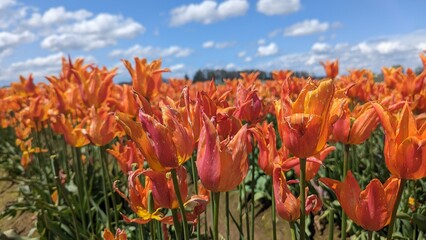 Close-up of orange Ballerina Tulips with a blue sky and puffy clouds