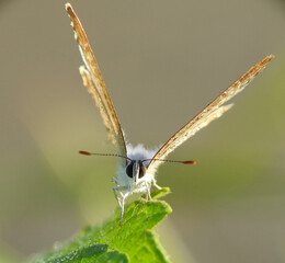Close up front view of a butterfly