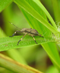 The stink bug Podisus on green leaf