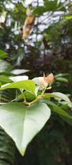 Fototapeta premium frog on a flower