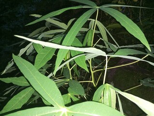 green leaves in the garden