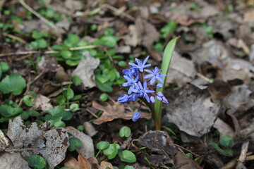 blue spring flowers