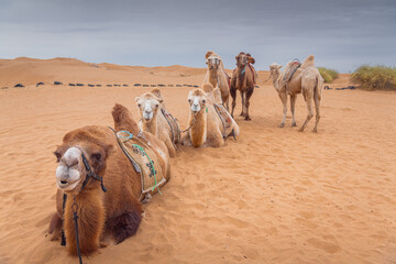 Three camels posing in the desert, Inner-Mongolia, China. Blue sky with copy space for text