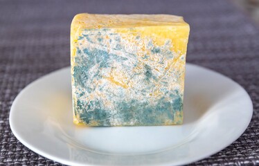 Old, moldy cheese with greenish fungus