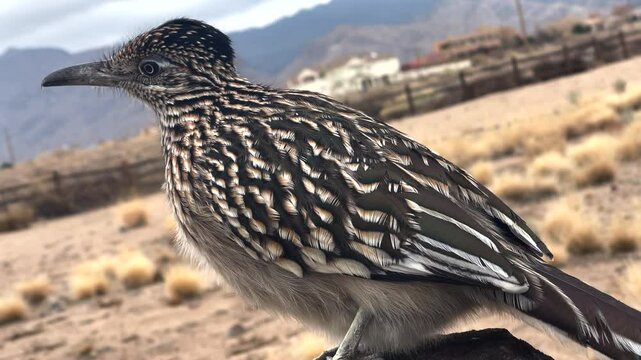 Greater Roadrunner Closeup