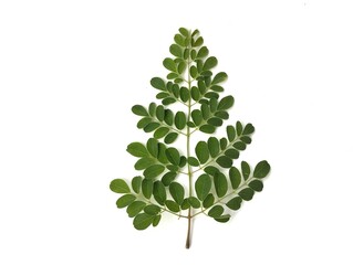 Moringa leaves isolated on white background. Vegetarian cuisine, Food ingredient, Organic farm...
