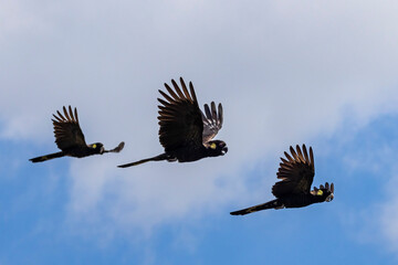 Australian Yellow-tailed Black Cockatoo's in flight