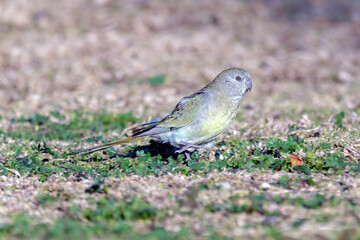 Female Red-Rumped Parrot Standing on Grass Patch