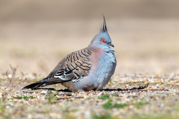 Crested Pigeon Resting on Open Ground