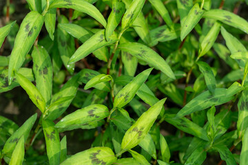 It is a troublesome weed in cultivated fields and garden