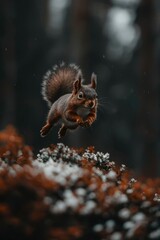 Red Squirrel in Flight over Winter Forest